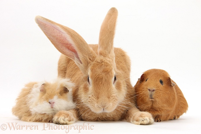 Flemish Giant Rabbit, Toffee, with Guinea pigs, white background