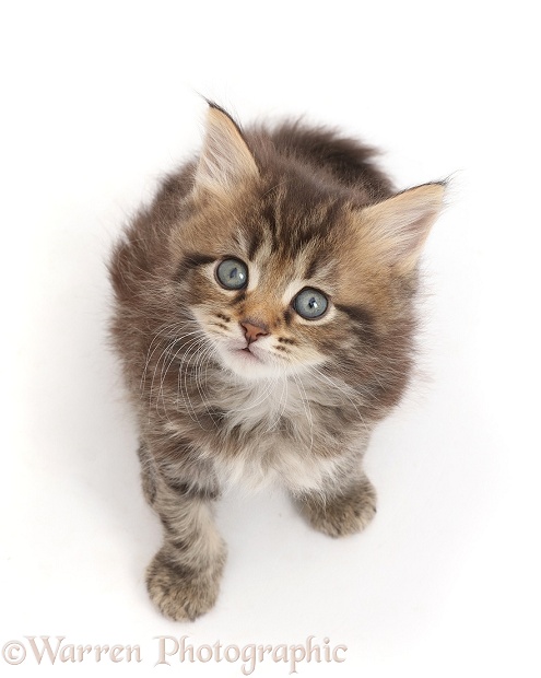Brown tabby kitten, 6 weeks old, sitting and looking up, white background