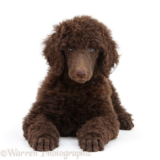 Chocolate Standard Poodle pup, Tara, 8 weeks old, white background