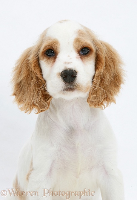 Orange roan Cocker Spaniel pup, Blossom, white background