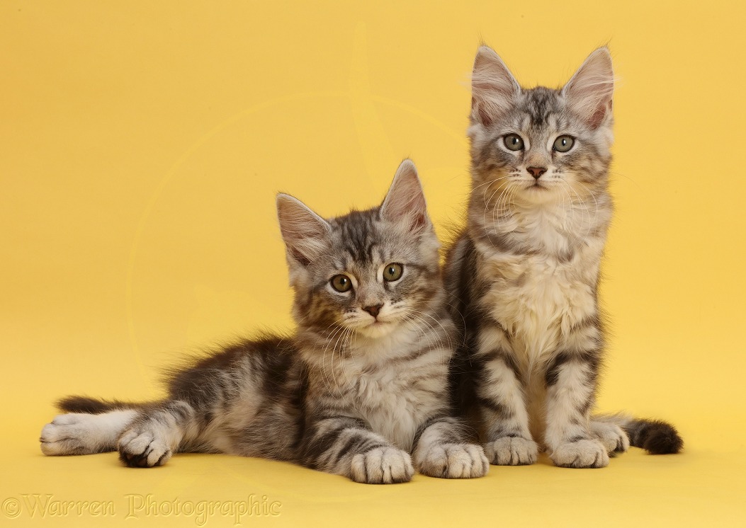 Silver tabby kittens, Freya and Blaze, 10 weeks old, on yellow background