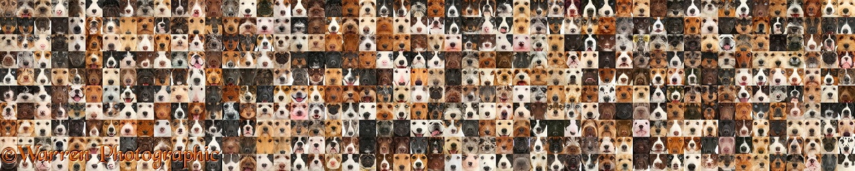Montage of 500 dog head shots of random colours