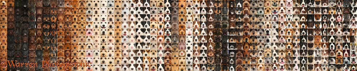 Montage of 500 dog head shots, graded through different colours