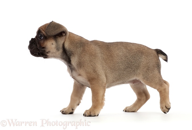 French Bulldog puppy, 6 weeks old, walking across, white background