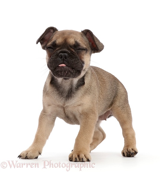 French Bulldog puppy, 6 weeks old, making a funny face, white background