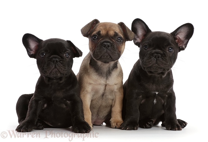 Three French Bulldog puppies, 6 weeks old, white background