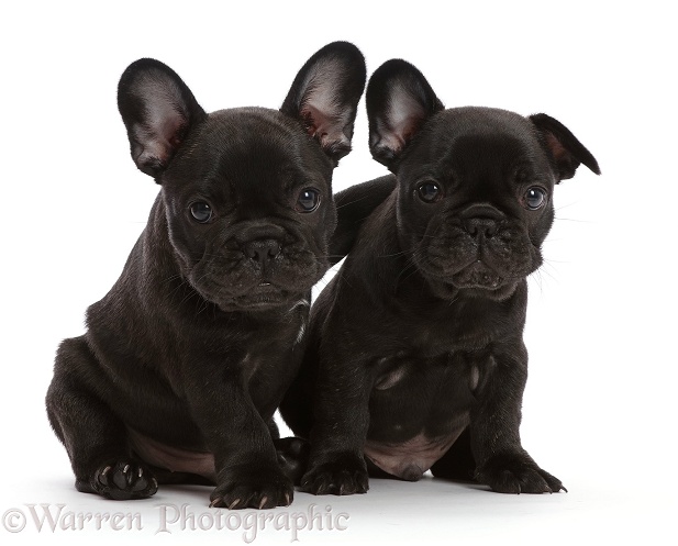 Two French Bulldog puppies, 6 weeks old, sitting, white background