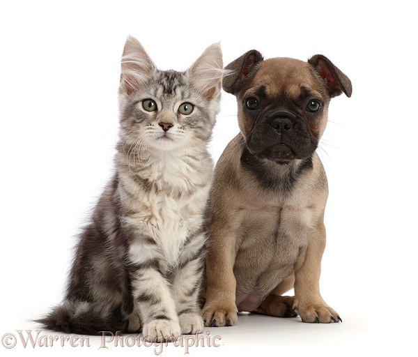 Silver tabby kitten, Freya, 11 weeks old, and French Bulldog puppy, 6 weeks old, white background
