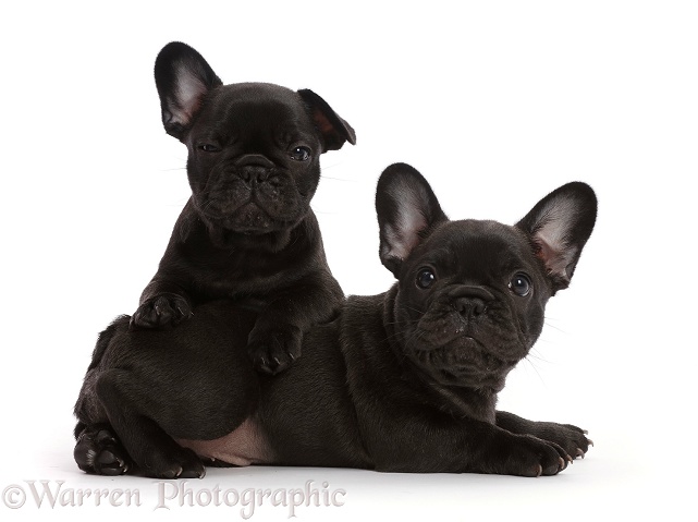 Two French Bulldog puppies, 6 weeks old, white background