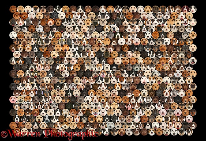 Montage of 500 dog head shots of random colours set in a mosaic of circles
