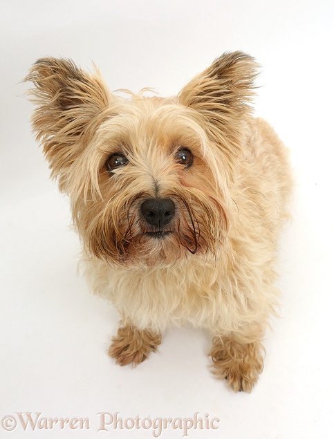 Cairn Terrier, sitting and looking up, white background