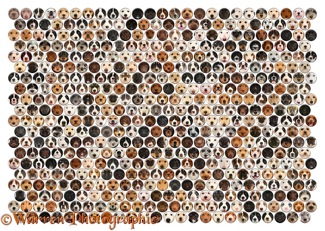 Montage of 490 dog head shots of random colours set in a mosaic of circles, white background