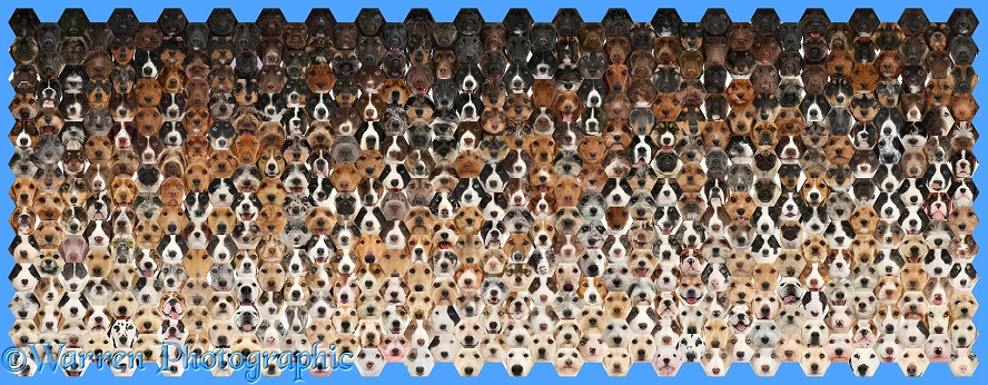 Montage of 592 dog head shots, graded through different colours