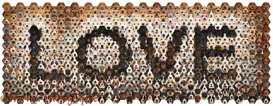 Montage of 592 dog head shots, in a mosaic of hexagons, forming the word Love