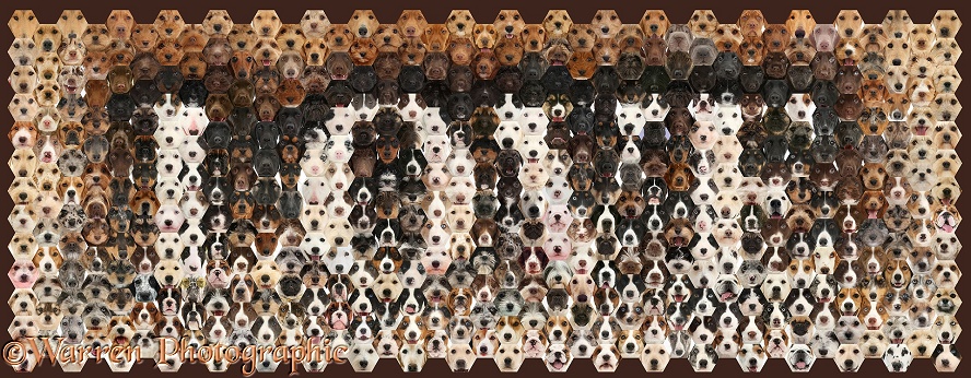 Montage of 592 dog head shots, in a mosaic of hexagons, forming the word Love