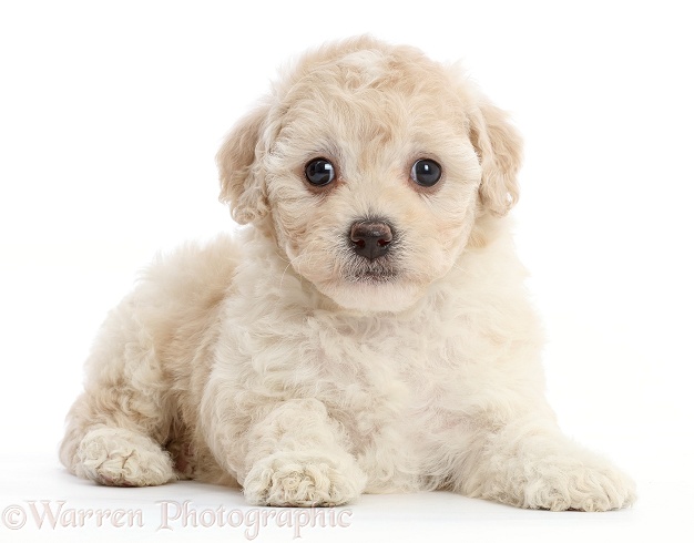 Cavapoochon puppy, 6 weeks old, white background