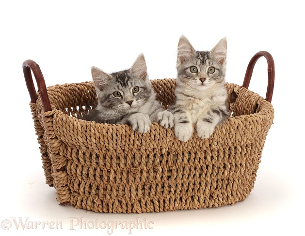 Silver tabby kittens, Freya and Blaze, 12 weeks old, in a basket, white background