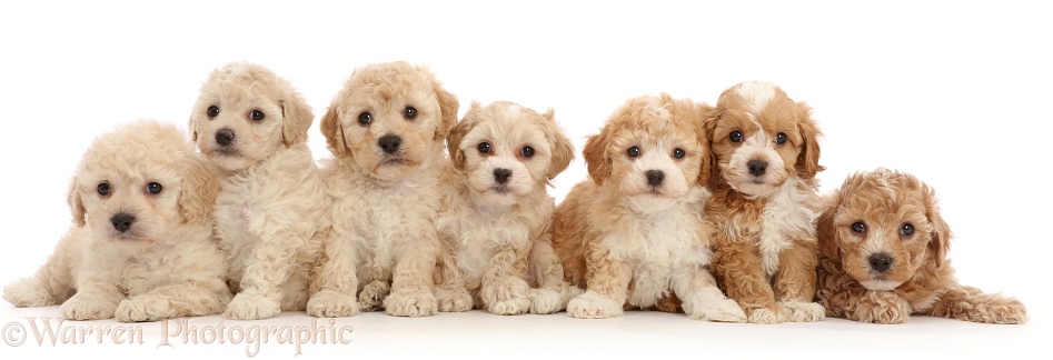 Seven Cavapoochon puppies, 6 weeks old, white background