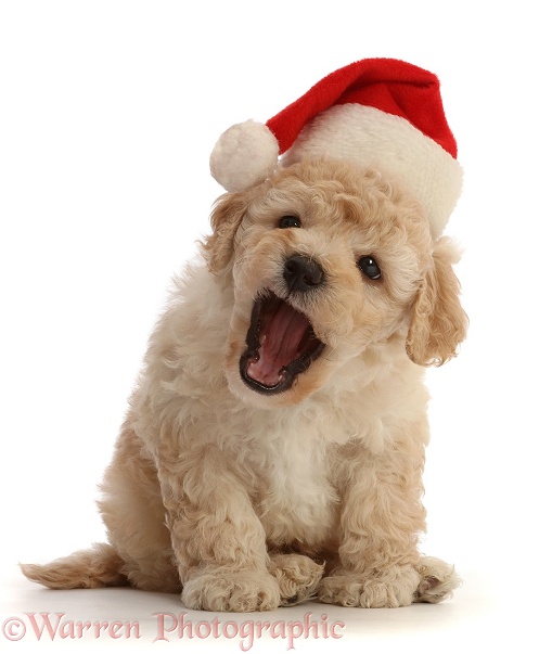Cavapoochon puppy, 6 weeks old, wearing a Father Christmas hat, white background