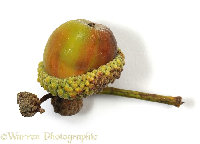 An acorn, the seed of an Oak tree (Quercus robur), white background