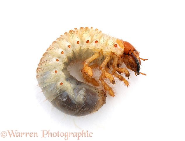 Cockchafer Beetle (Melolontha melolontha) larva, white background