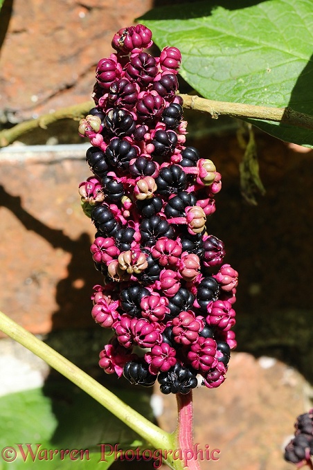 Indian Pokeweed (Phytolacca acinosa) ripening berries