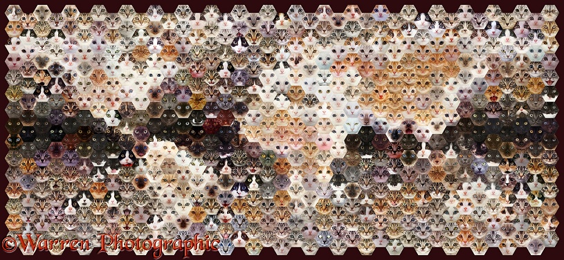 Montage of 592 cat head shots, in a mosaic of hexagons, forming a map of the world