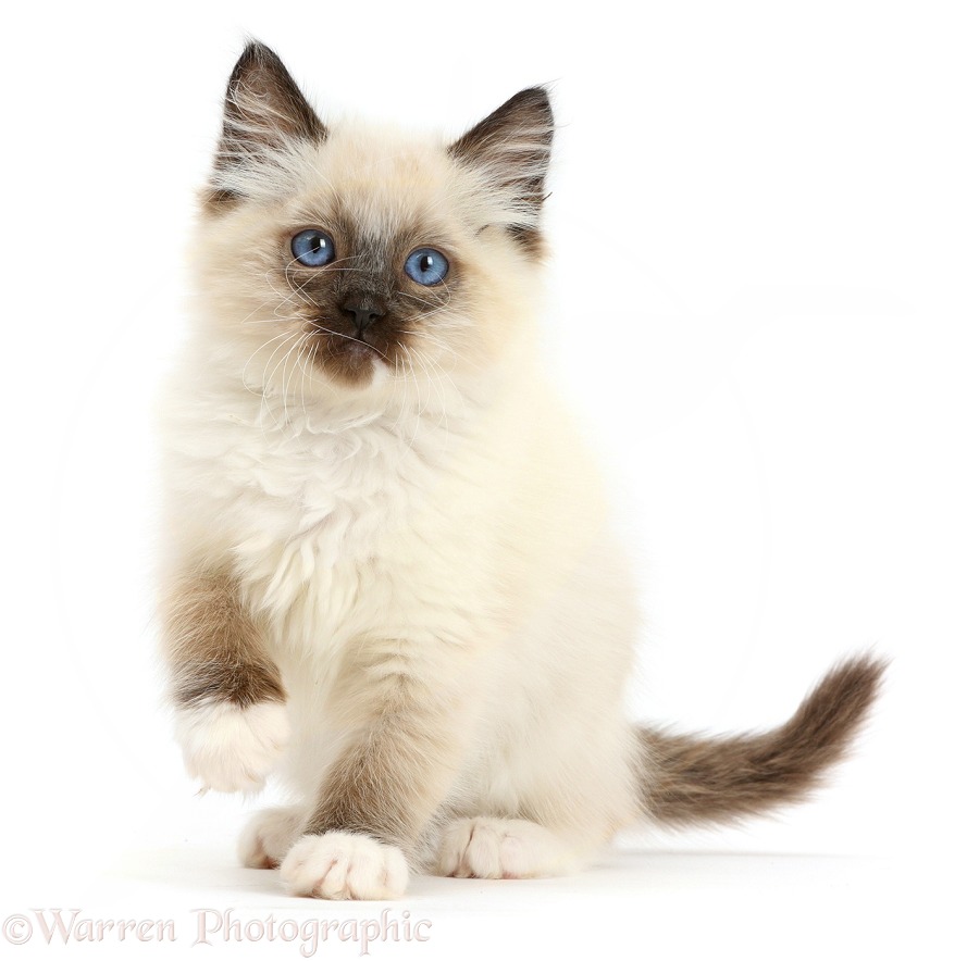 Ragdoll kitten, 10 weeks old, sitting, white background