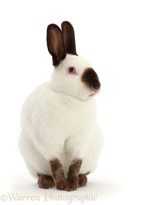 Sable-point rabbit, white background