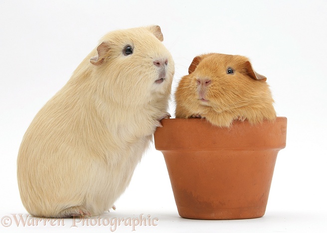 Red and yellow guinea pigs with a flowerpot, white background