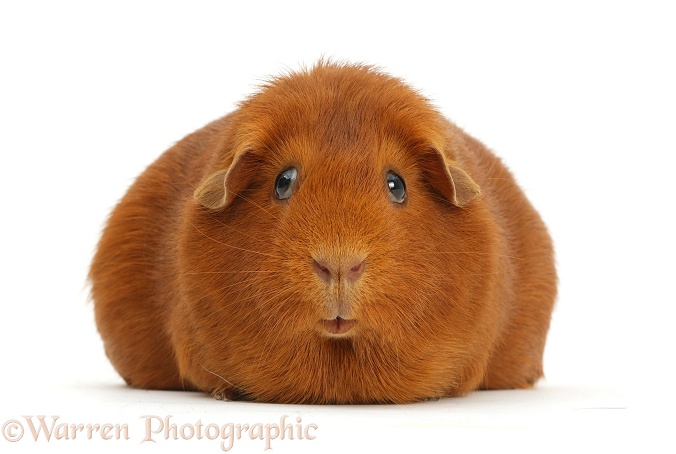Pregnant red Guinea pig, white background