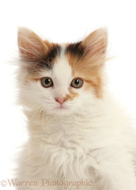 Calico kitten, 9 weeks old, white background
