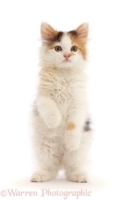 Calico kitten, 9 weeks old, standing up, white background