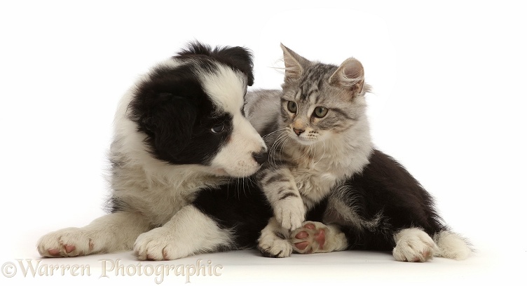 Silver tabby kitten, Freya, 3 months old, and black-and-white Border Collie puppy, 7 weeks old, white background