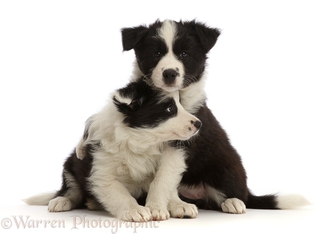 Two black-and-white Border Collie puppies, 7 weeks old, white background
