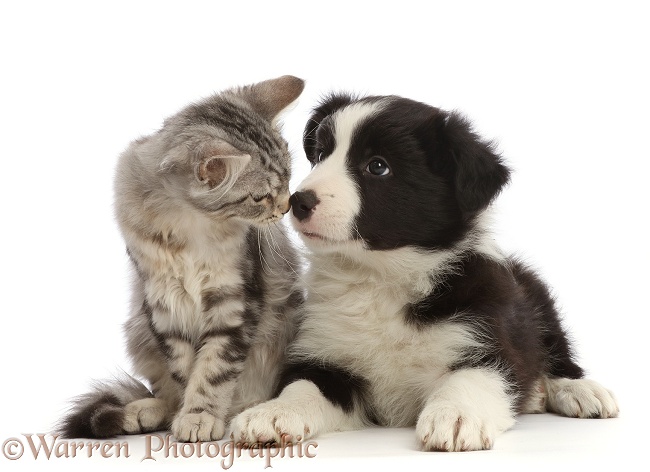 Silver tabby kitten, Freya, 3 months old, nose-to-nose with black-and-white Border Collie puppy, 7 weeks old, white background