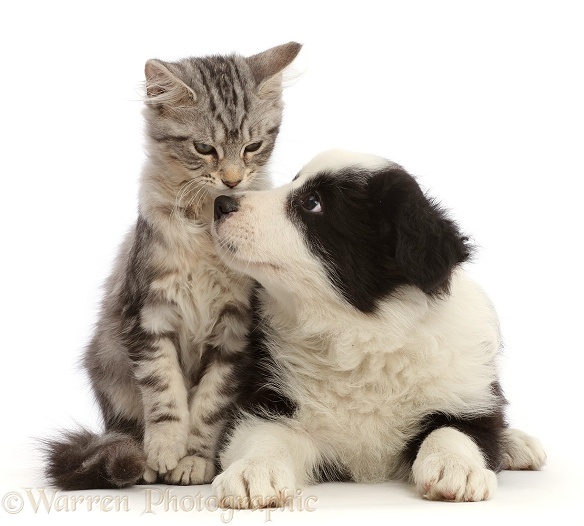 Silver tabby kitten, Freya, 3 months old, nose-to-nose with black-and-white Border Collie puppy, 7 weeks old, white background