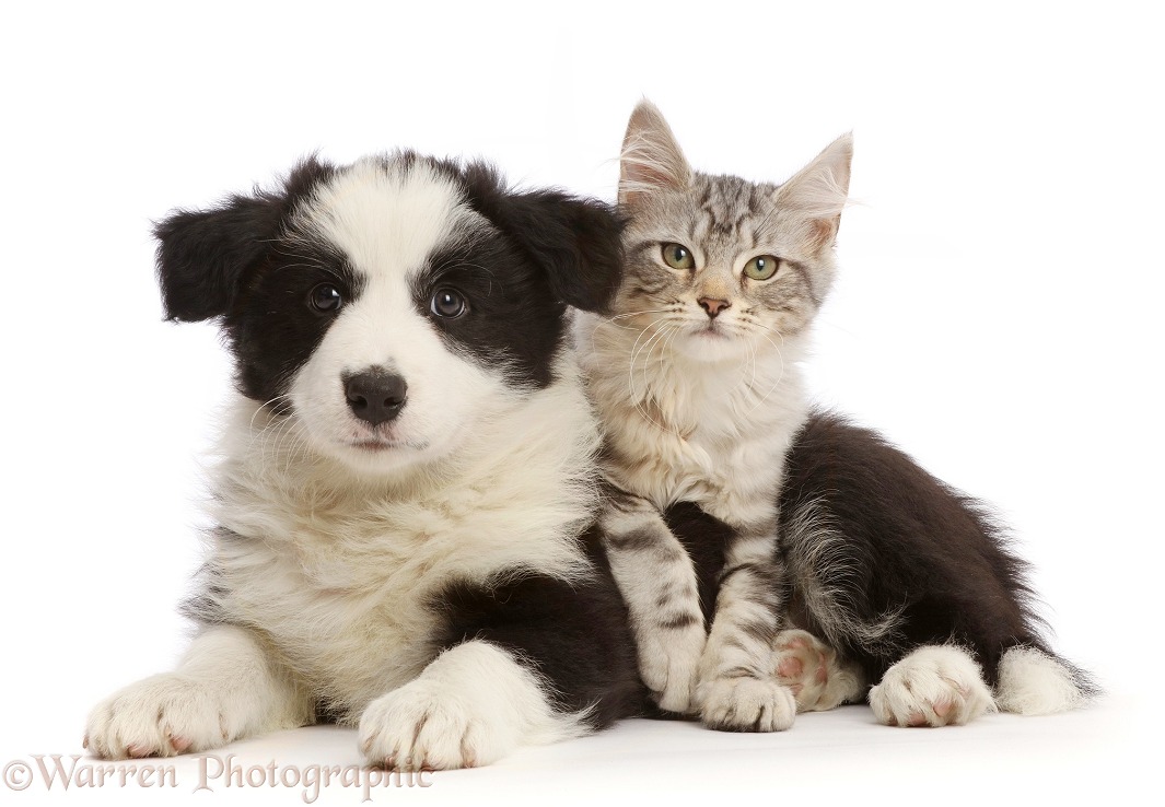 Silver tabby kitten, Freya, 3 months old, and black-and-white Border Collie puppy, 7 weeks old, white background