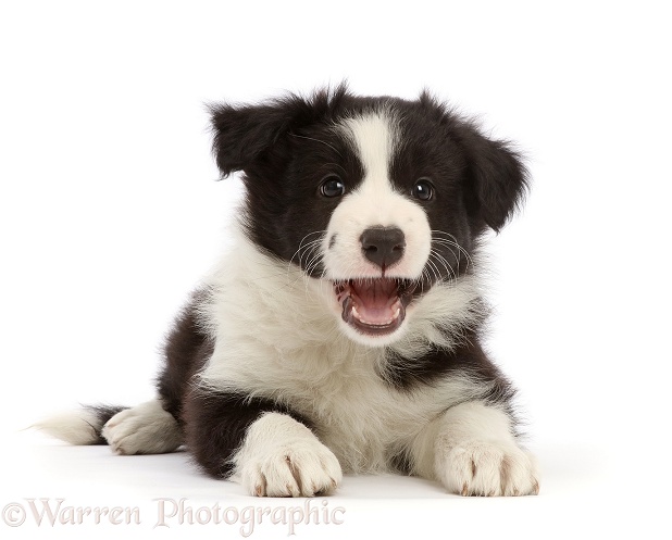 Black-and-white Border Collie puppy, 7 weeks old, white background