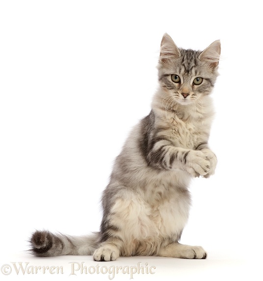 Silver tabby kitten, Freya, 3 months old, with clasped paws, white background