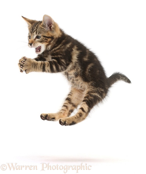 Tabby kitten, Picasso, 9 weeks old, leaping and grasping, white background