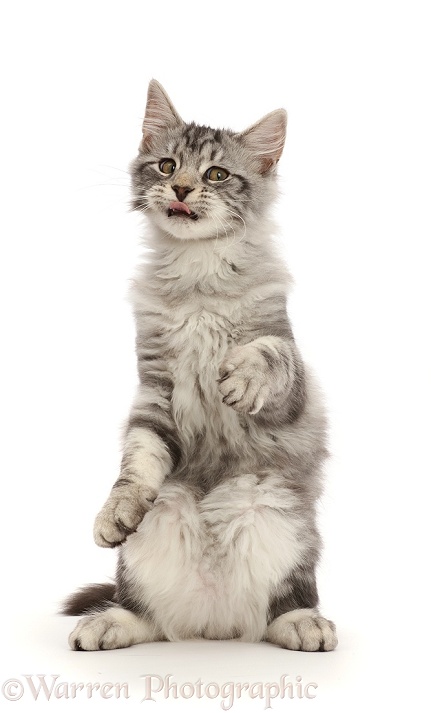 Silver tabby kitten, Blaze, 3 months old, sitting up with funny expression, white background