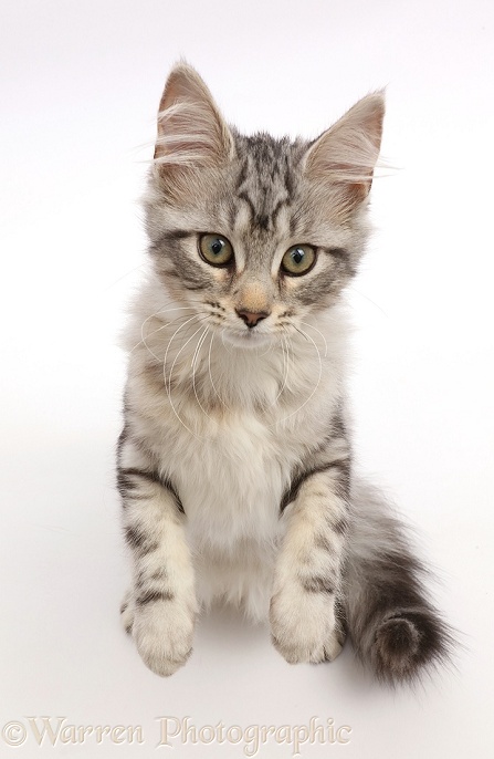 Silver tabby kitten, Freya, 3 months old, standing and looking up, white background