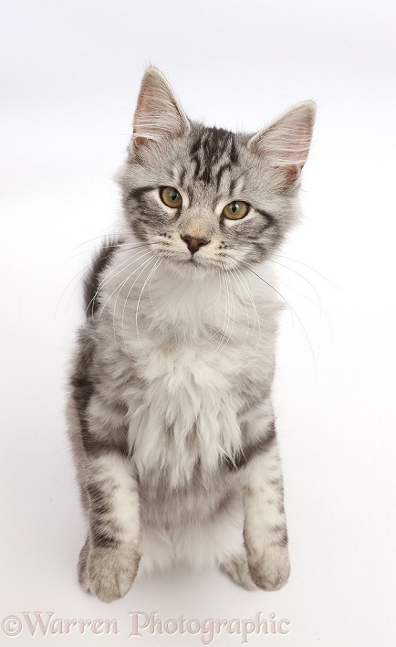Silver tabby kitten, Blaze, 3 months old, standing and looking up, white background
