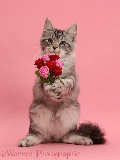Silver tabby kitten, Blaze, 3 months old, with a bunch of flowers on pink background