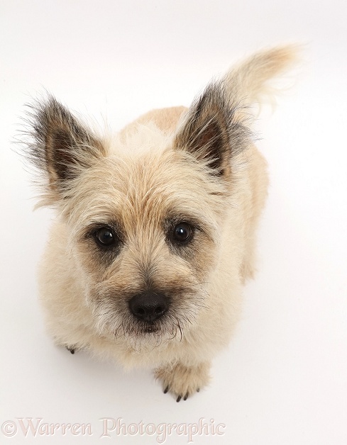 Cairn Terrier dog, Cara, sitting and looking up, white background