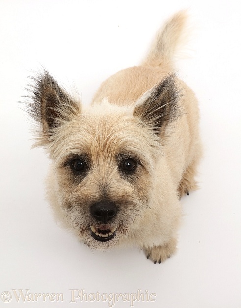 Cairn Terrier dog, Cara, sitting and looking up, white background