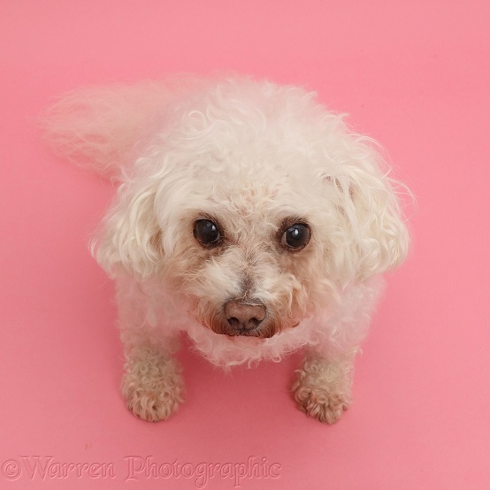 Elderly Bichon Frise, Poppy, 17 years old, sitting and looking up on pink background