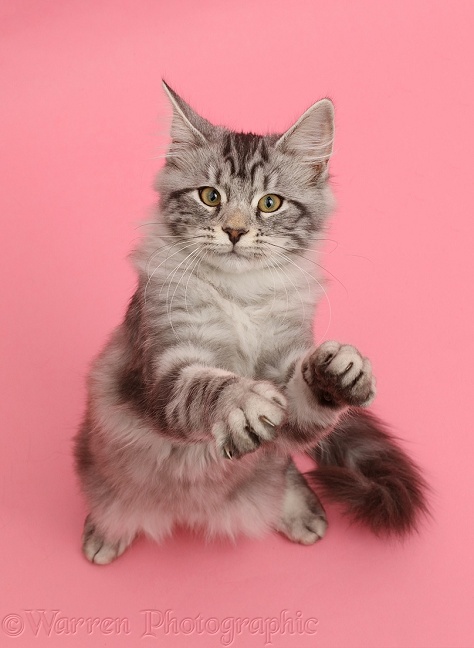 Silver tabby kitten, Blaze, 3 months old,  looking up with raised paws on pink background