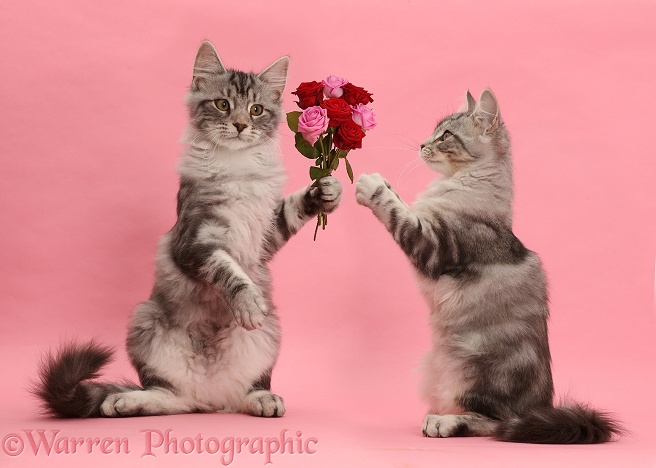 Silver tabby kitten, Blaze, offering flowers to Freya. Pink background
